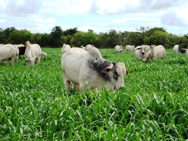 Adubação do Pasto Mais Boi Gordo Em Menos Área