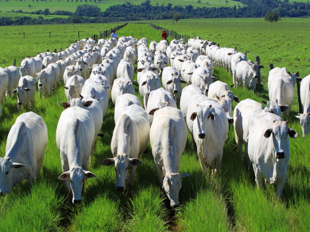 G Tec Conheça Nossos 8 Principais Mercado Que Fizeram Nossas Vendas Subirem Em 77% Na Exportação De Carne