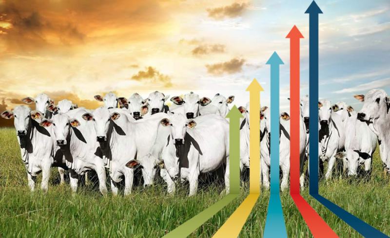 Crescimento Rebanho Brasileiro Conheça Nossos 8 Principais Mercado Que Fizeram Nossas Vendas Subirem Em 77% Na Exportação De Carne