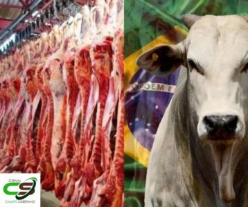 Exportação De Carne Bovina Do Brasil Supera 200 Mil T Em Março E Bate Recorde￼