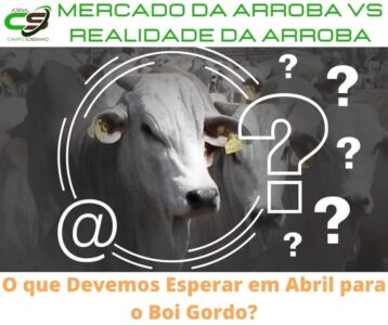 Mercado da  Arroba vs Realidade da Arroba, O que Devemos Esperar em Abril para o Boi Gordo?