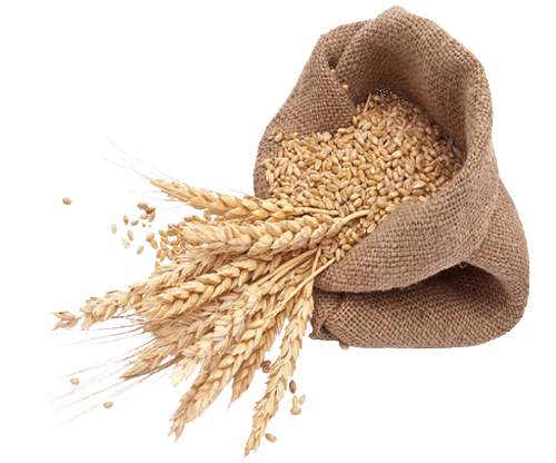 Wheat Grains 500X500 Removebg Preview Cotação De Grãos