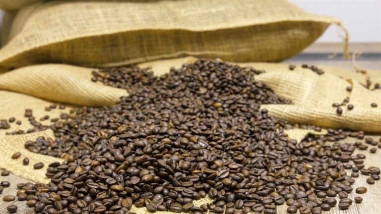 Treinamento atualiza conhecimentos sobre a produção de café Robusta na Amazônia