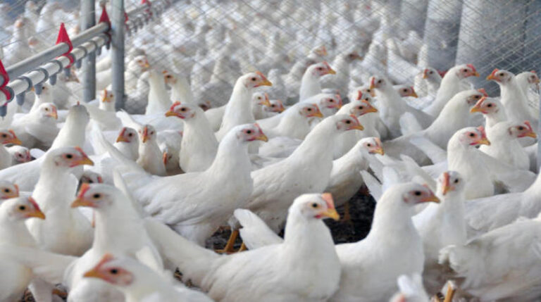 Alta no preço do frango vivo eleva poder de compra do avicultor paulista