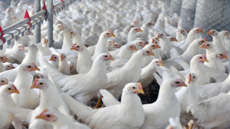 Eleicoes 2022 Industria avicola do sul do pais publica carta