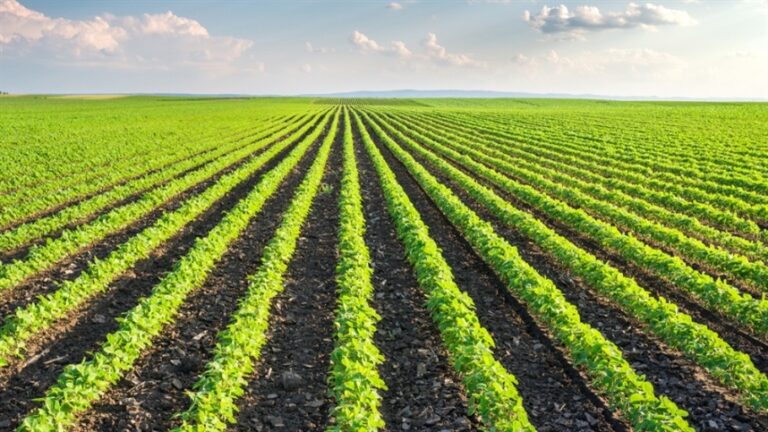 Liderando a mudança para uma agricultura sustentável e produtiva