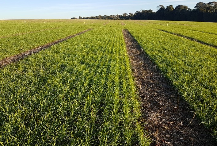 RS: semeadura de trigo atinge 93% da área prevista