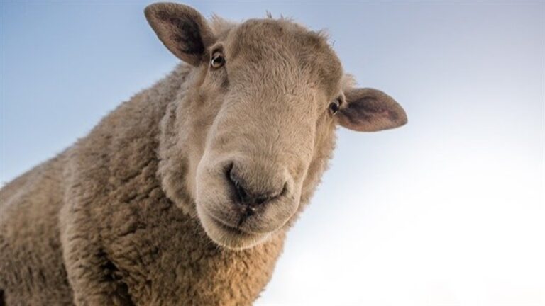 Ajustes na dieta podem garantir que ovelhas sejam mais resistentes a vermes