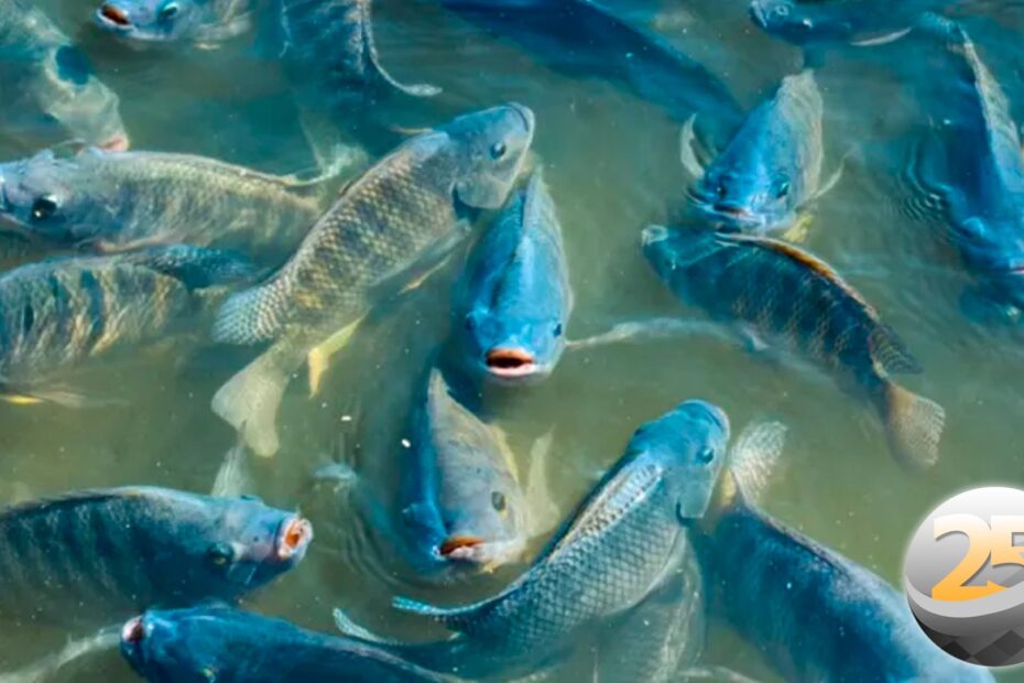 Embrapa Pandemia muda comportamento do consumidor de pescado no Brasil
