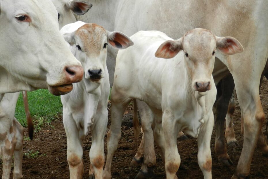 Entenda a importancia da vermifugacao para o rebanho bovino