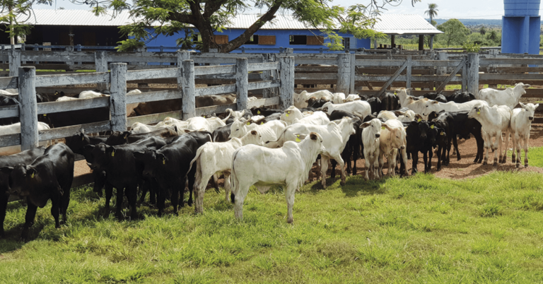 Gado pecuário nas praças de gado de São Paulo se distancia cada vez mais dos R$ 300/@ • Portal DBO