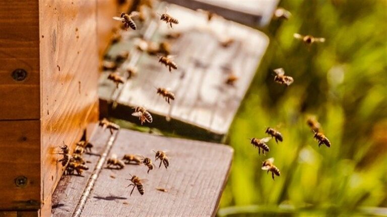 Pesquisadores e apicultores trabalham juntos para salvar abelhas ameaçadas de extinção