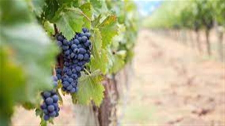 agricultura de precisão ajuda a produzir vinhos diferenciados