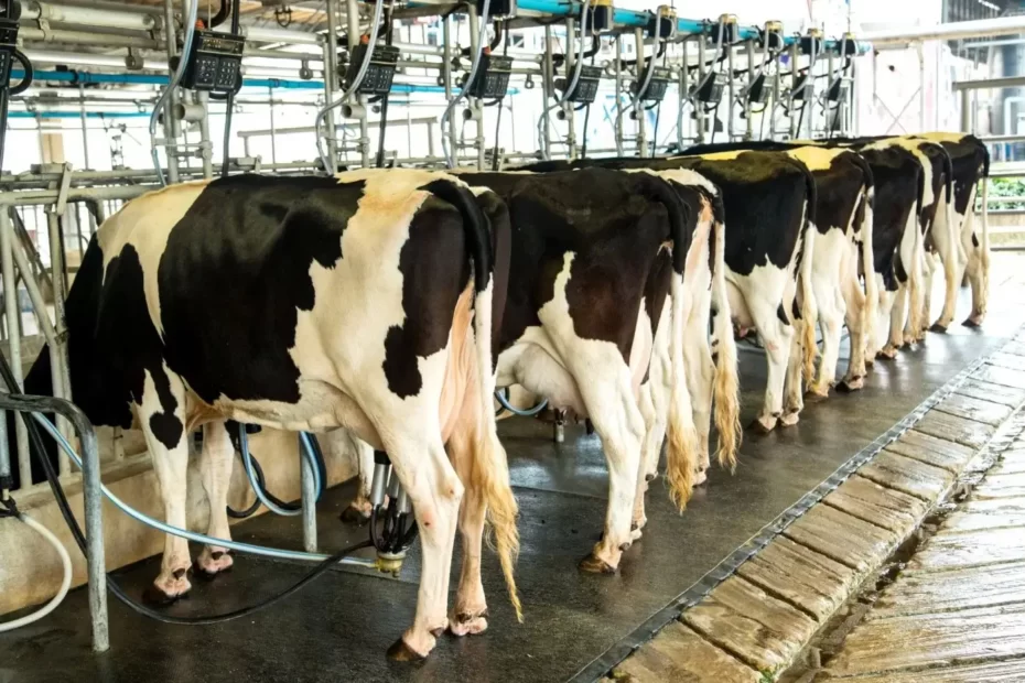 Preço do leite pago ao produtor no Brasil bate recorde