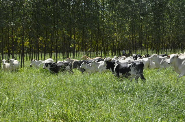 A sombra no pasto aumenta a produtividade do gado