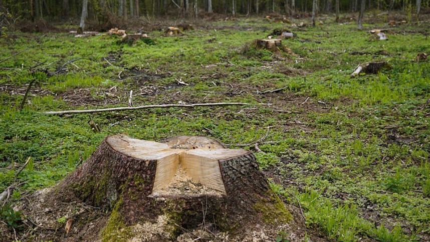 Amazonia tem quase 40 da extracao ilegal de madeira diz
