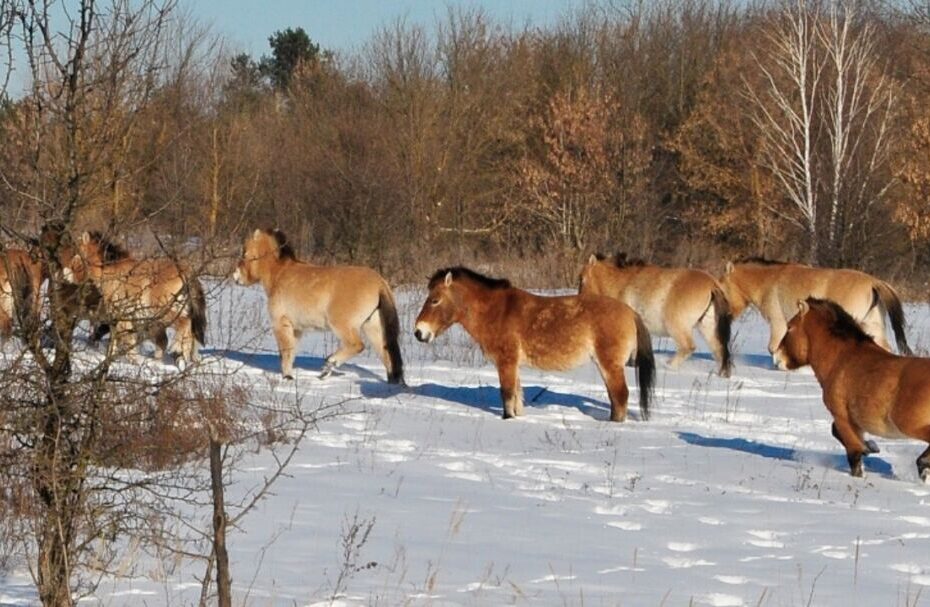 Cavalos de Przewalski fizeram de Chernobyl um lar