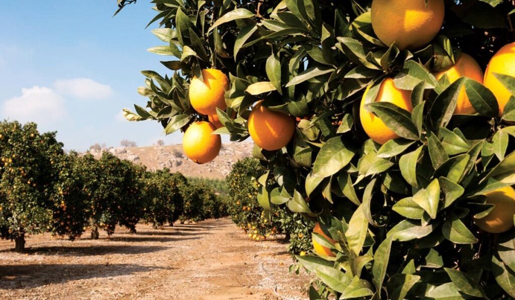 Colheita de citros chega ao fim na região de Lajeado
