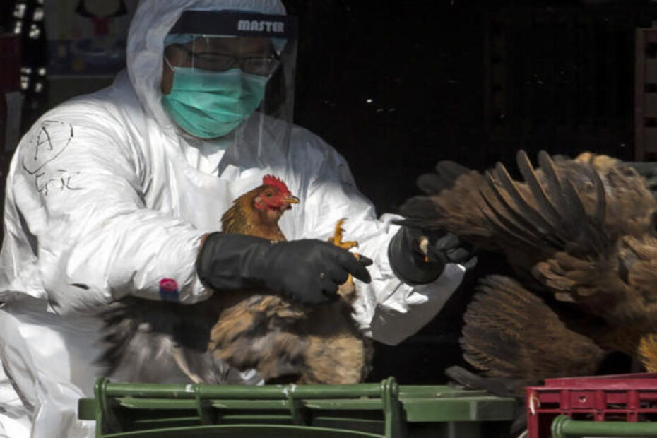 Gripe aviária: Peru declara emergência sanitária