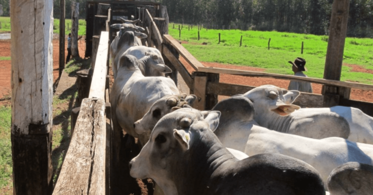 Escalas de abate menores e menor oferta de animais abrem espaço para sustentação dos preços da arroba • Portal DBO