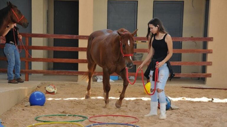 Projeto da Universidade Federal de Mato Grosso ensina crianças sobre cuidados com cavalos