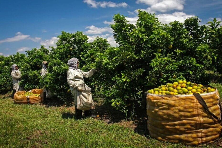 Colheita de citros chega ao fim na região de Lajeado
