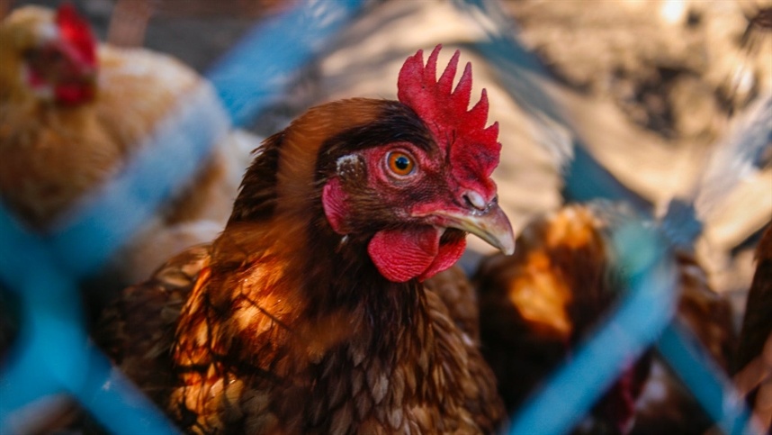 1670609144 Brasil reforca acoes de biosseguranca para prevenir a gripe aviaria
