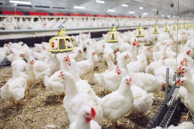 Brasil reforca acoes de biosseguranca para prevenir a gripe aviaria