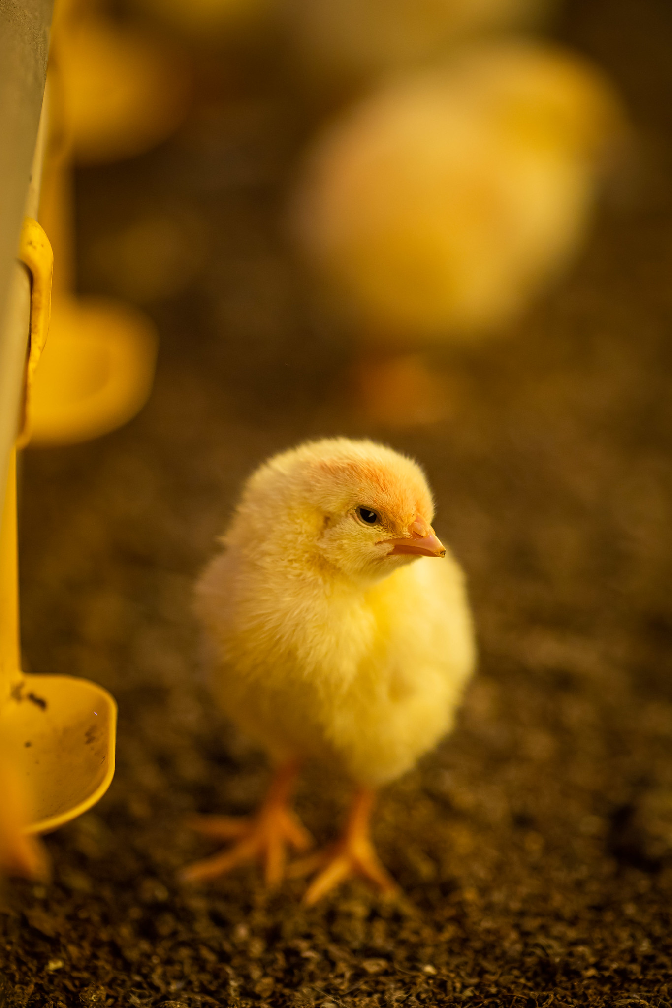 Gastos com calefacao reforcam cenario desfavoravel na avicultura