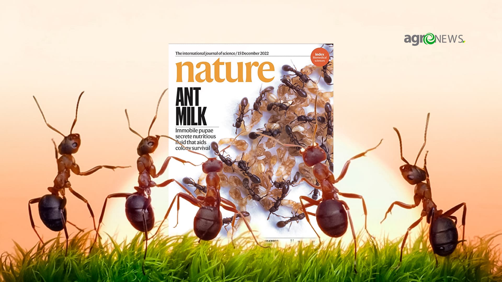 Leite de formiga a ciencia descobre algo incrivel