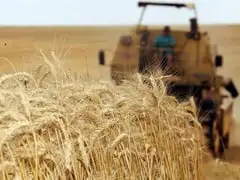 Novas fronteiras para o trigo brasileiro oportunidades e desafios para