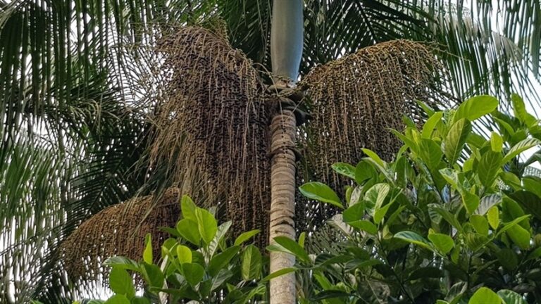 Publicação sobre a palmeira Juçara mostra a relevância e os benefícios da espécie