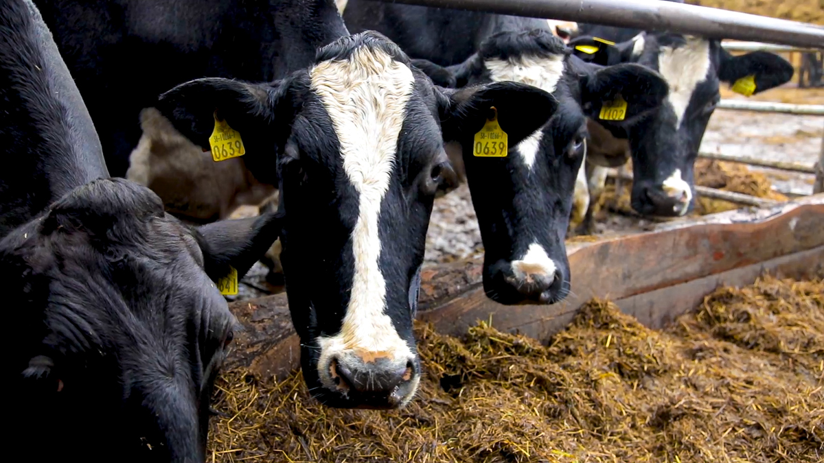 Milk Price Tracker: Base prices remain unchanged