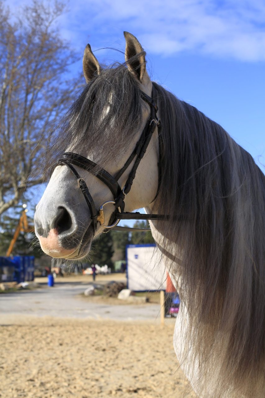 Quais cuidados o criador deve tomar para manter a pelagem dos cavalos bonita e sedosa?