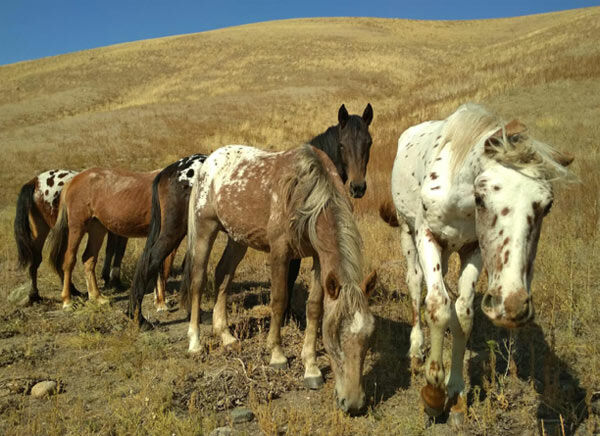 Animal do território do Khanate, Quirguistão, é parente do Appaloosa americano