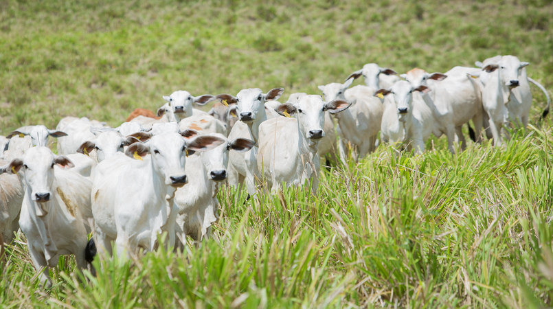 Eficiencia dos exportadores brasileiros de gado vivo e alvo de