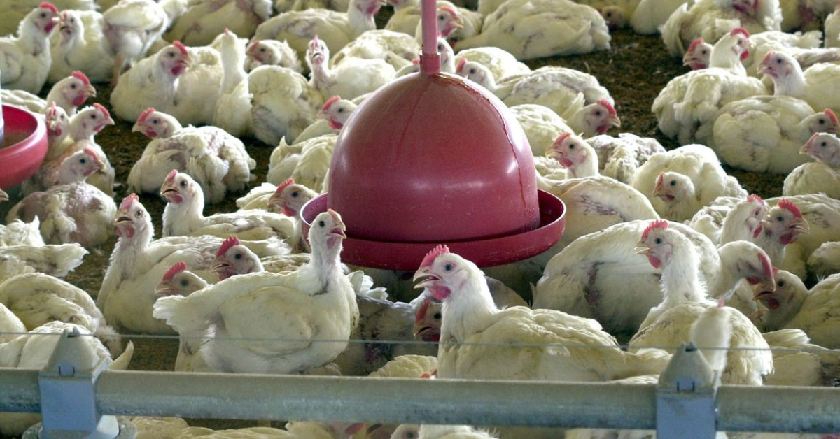 Emater MG integra mutirao de prevencao a gripe aviaria • Portal