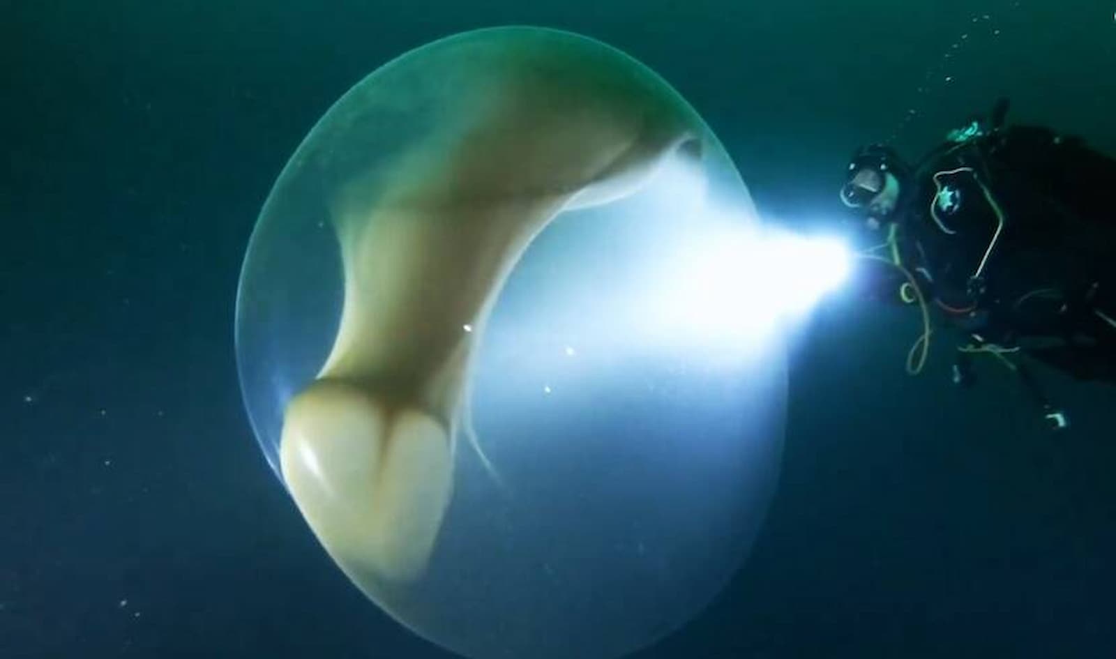 Esfera gelatinosa misteriosa aparece no mar da Noruega
