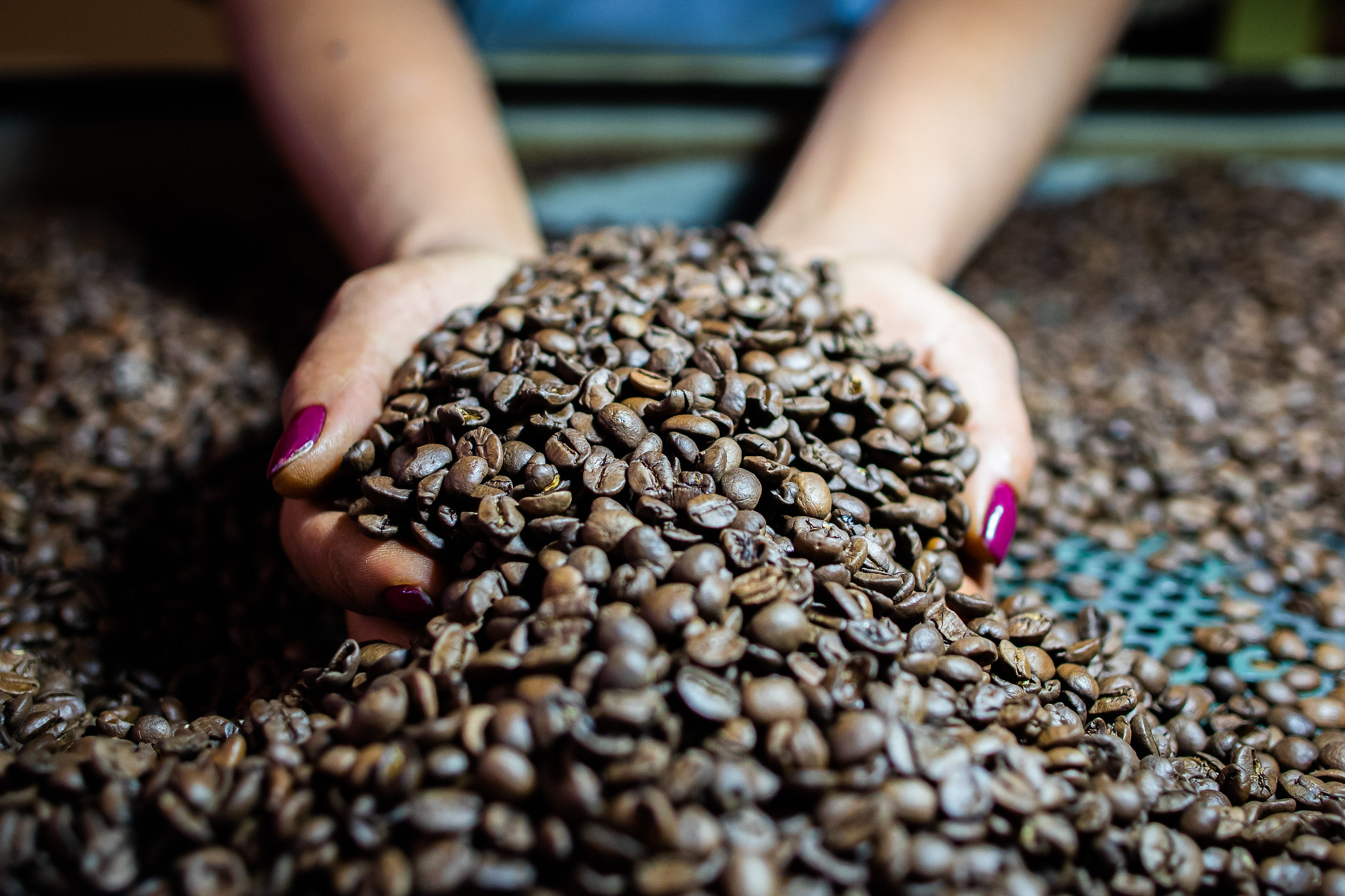 Faep Propostas para fortalecer a cafeicultura no Parana