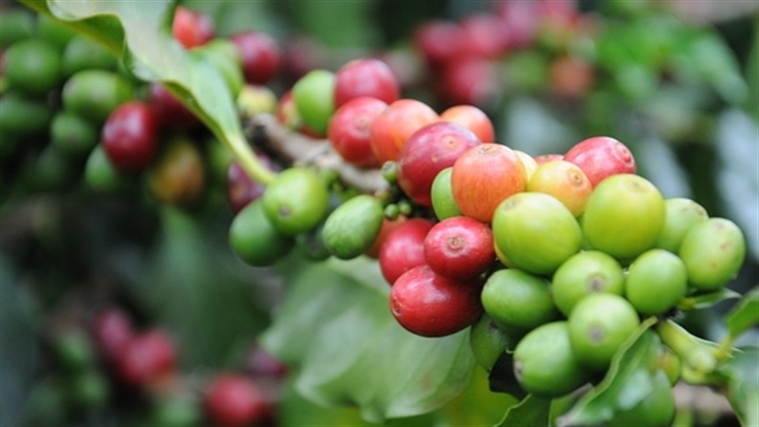 Veja propostas para fortalecer a cafeicultura no Parana