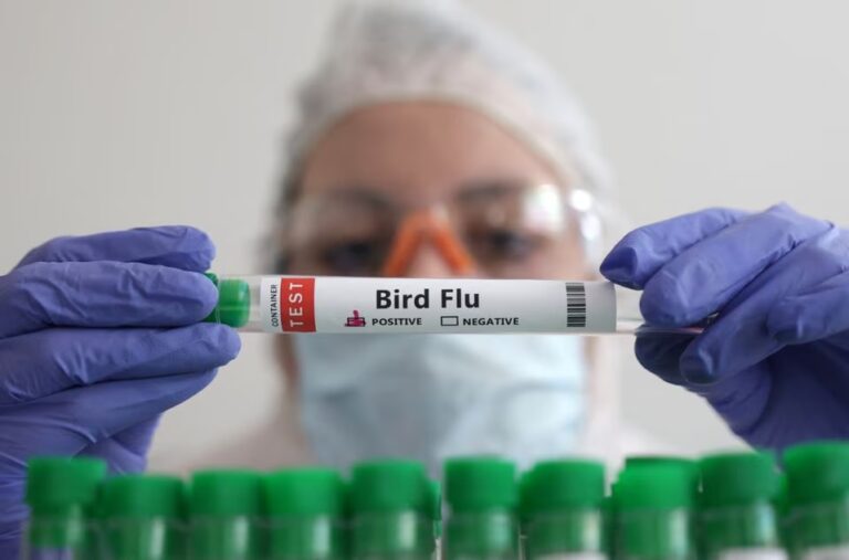 Organização Mundial da Saúde alerta para surto de H5N1 em vários países