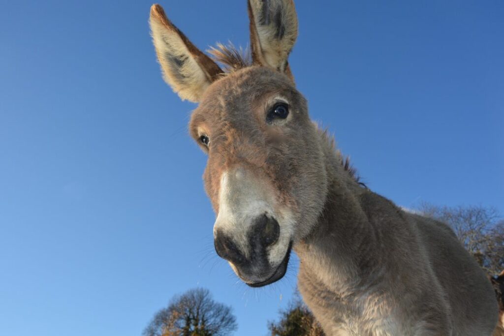 Pesquisa francesa revela a origem do primeiro animal de carga da humanidade: o burro
