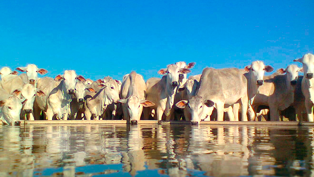 Bebedouro para gado – a qualidade da agua faz a