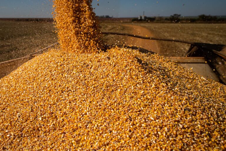 Com grande superávit, Brasil pode se tornar o maior exportador mundial de milho