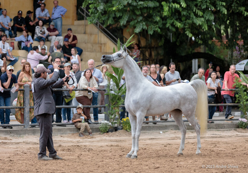Programa Cavalo Arabe destaca retorno marcante da raca ao Parque