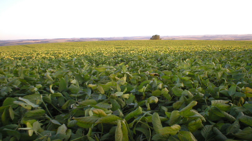 Agricultura atualiza zoneamento agricola de risco climatico para a soja