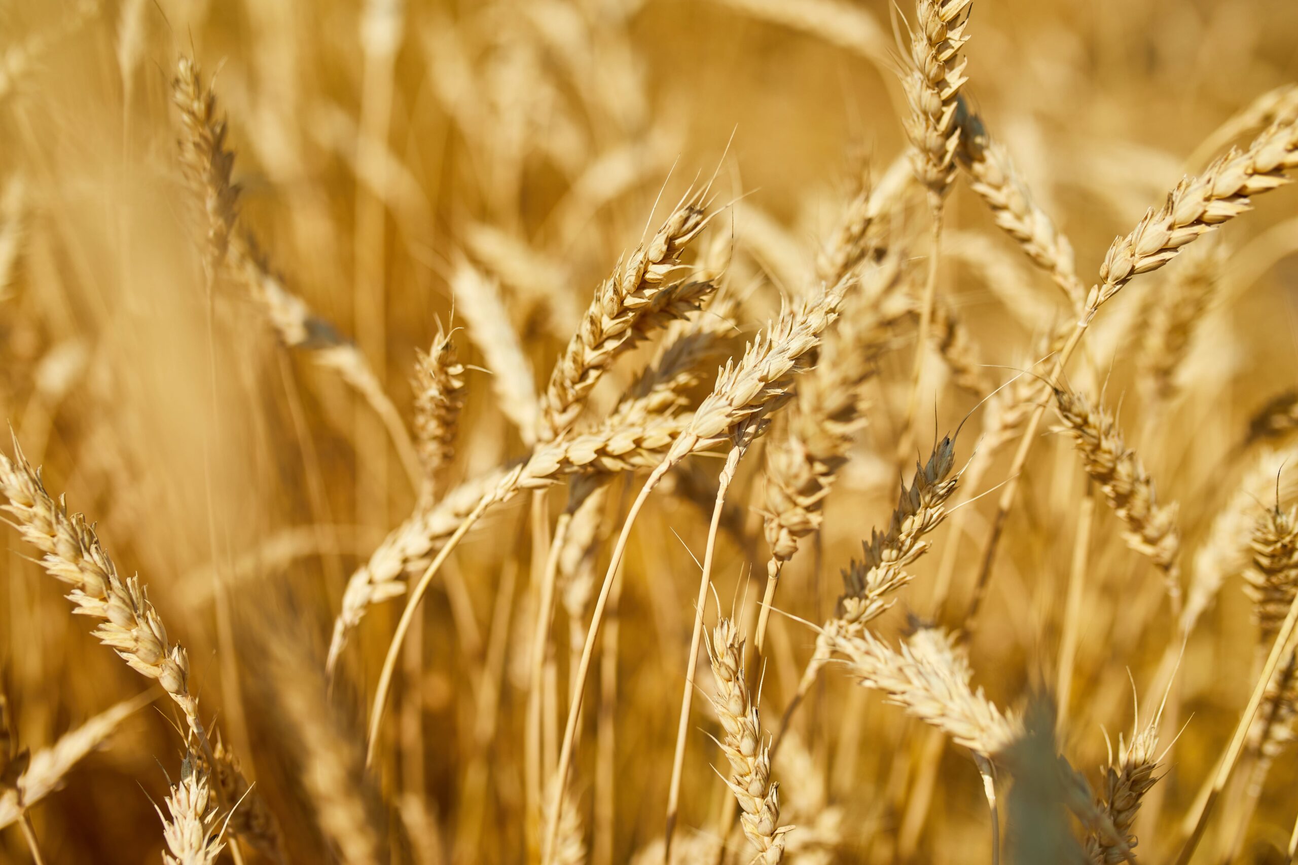 Em ano de menor custo de producao safra de trigo scaled