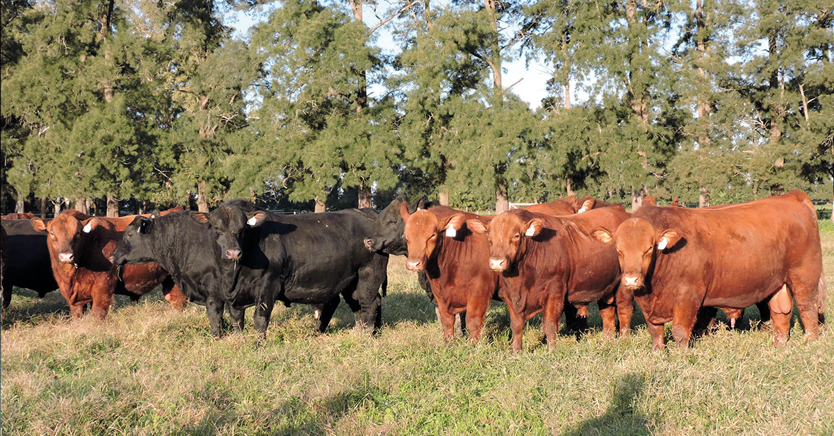 ExpoLondrina debate eficiencia na reproducao bovina brasileira • Portal DBO