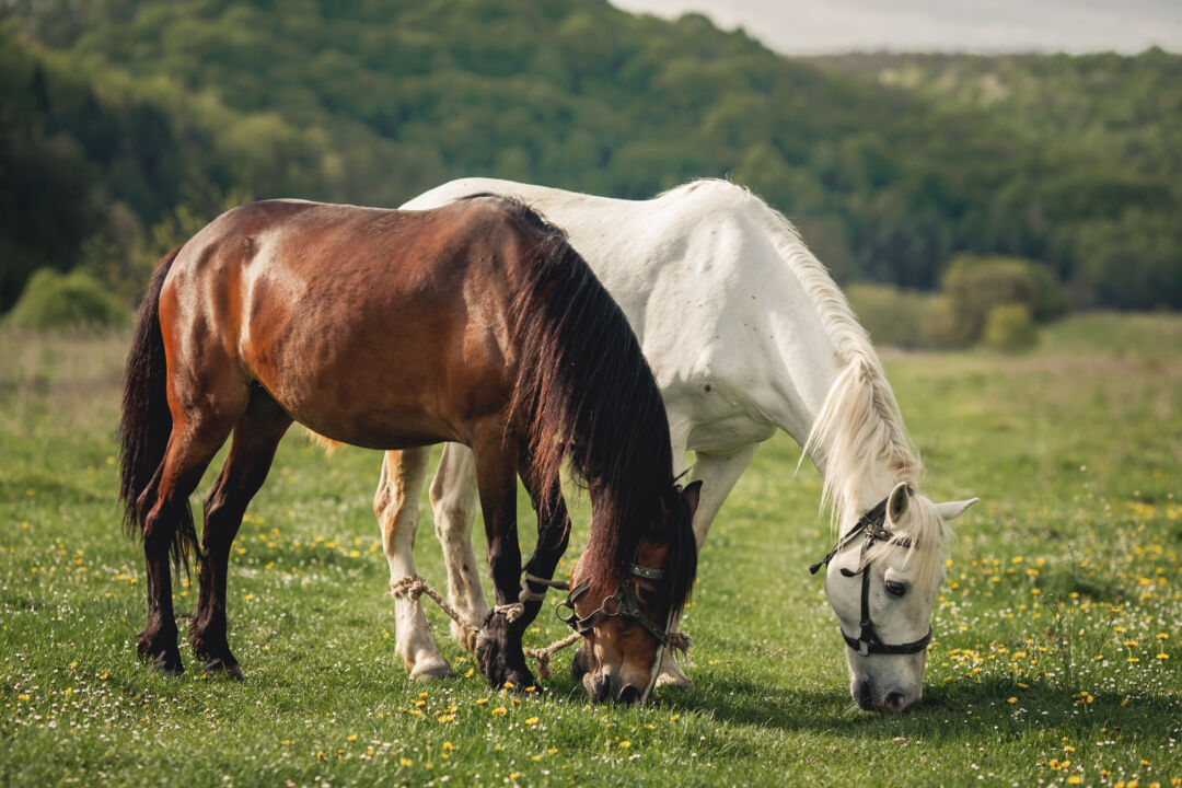 Cavalos incriveis e fascinantes e suas curiosidades