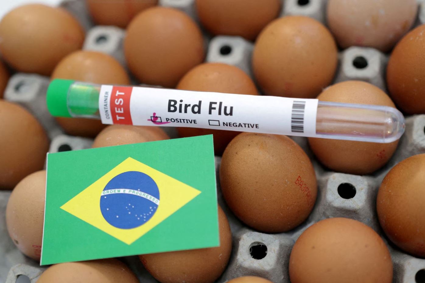 Gripe aviaria Brasil cria Centro de Operacoes voltado para o